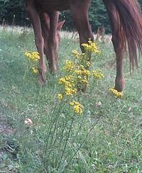 séneçon et cheval