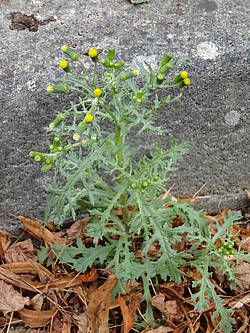 séneçon commun floraison