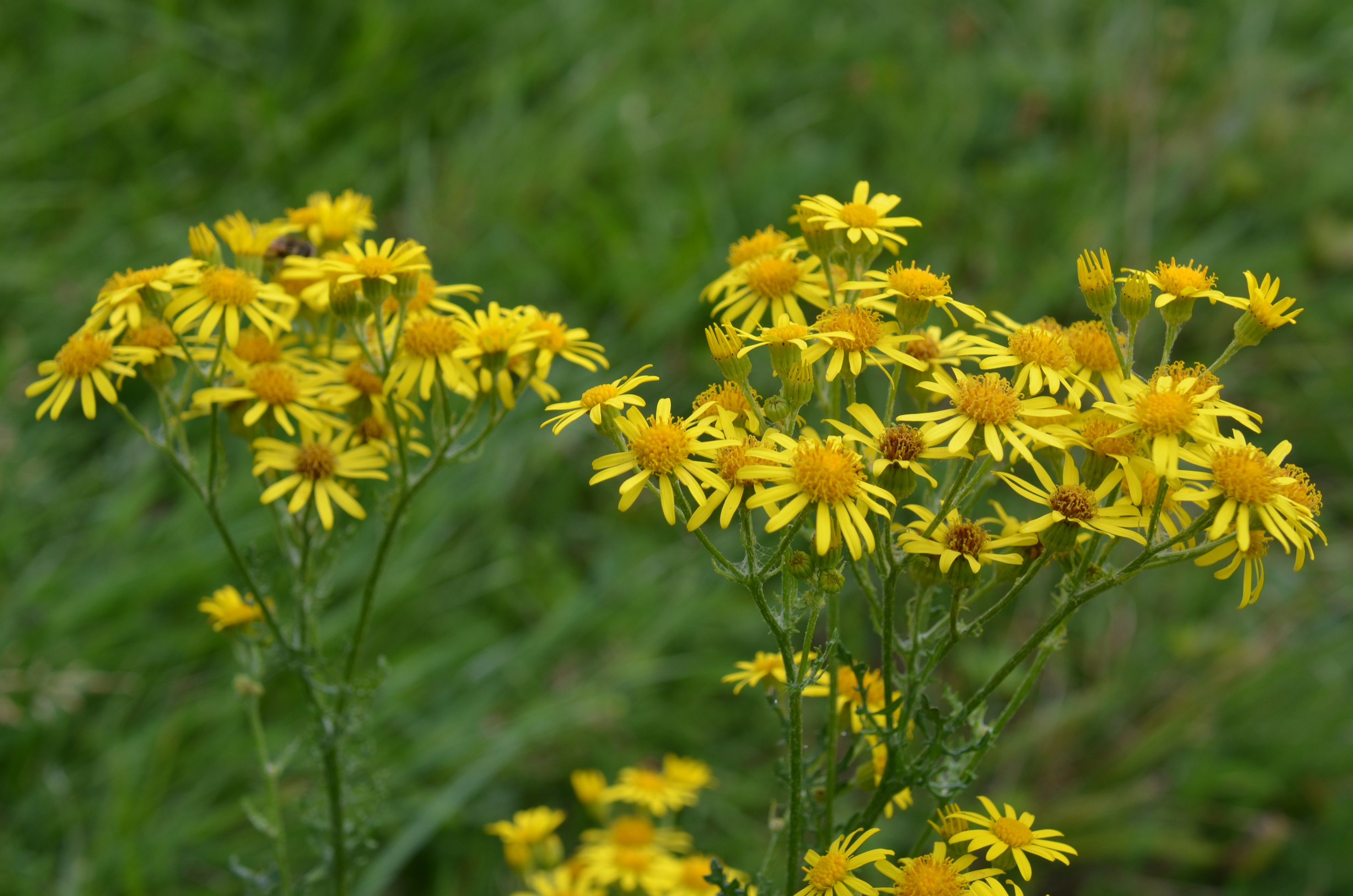 la rencontre des cellules reproductrices chez les plantes a fleurs
