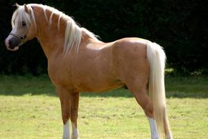 http://www.haras-nationaux.fr/typo3temp/pics/4e095ccf36.jpg