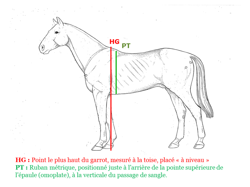 Estimation du poids ** - Haras-nationaux